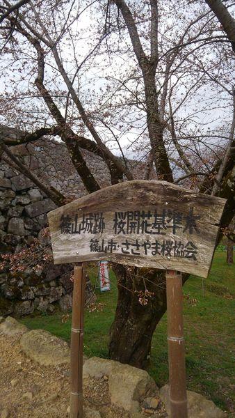 「篠山城跡 桜開花基準木 篠山市・ささやま桜協会」と書かれた木の看板と蕾が付き始めた基準木の写真
