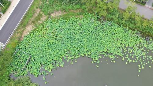 濃い緑のハスの葉が水面の半分以上をを占めるまでに半円状に群生している写真