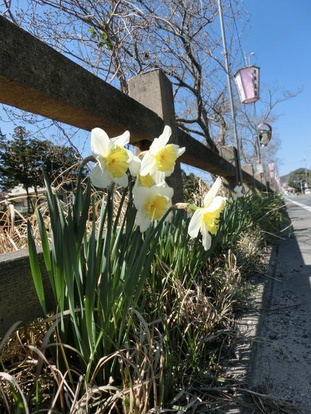 春を告げる草花とされる「スイセン」が道路わきにひっそりと咲いている写真
