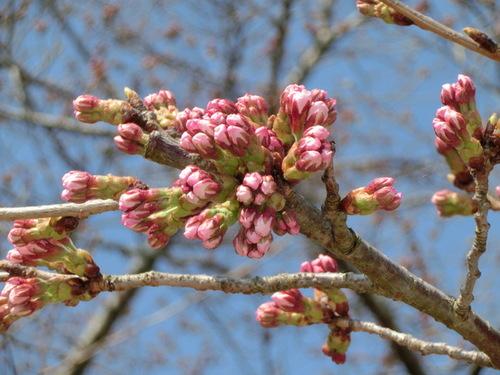 青空とのコントラストが映える桜のつぼみのアップの写真