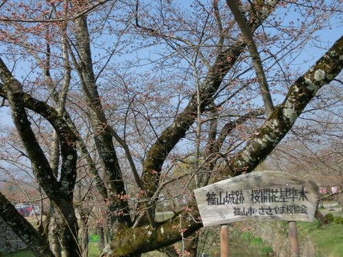 蕾が沢山ついた篠山城跡の桜開花基準木の写真