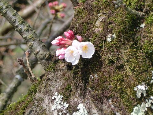 苔むした幹から直接生えた桜の蕾が花開こうとしている様子の写真