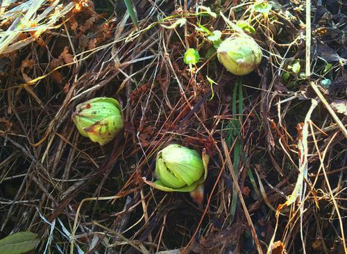 田んぼのあぜに芽を出した3つの緑色のフキノトウの写真
