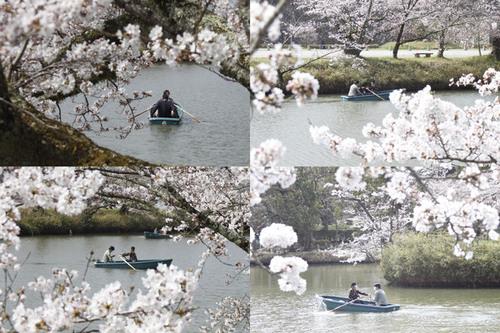 篠山城跡北堀にて桜が咲く中ボートを漕ぐ人達を写した4フレームの写真