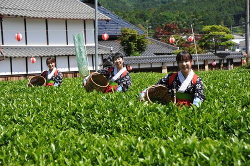 茶畑の中で衣装を着ている三人の若い茶娘さんたちの写真