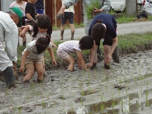 子どもたちの膝まで田んぼに浸かっている様子の写真