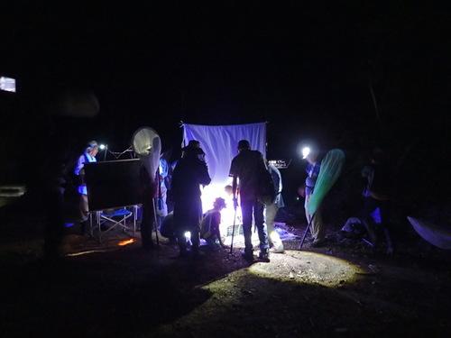 夜の暗がりでヘッドライトを付けた大人と子供達がライトを当てた白いシーツ(ライトトラップ)前に集まり虫を観察する様子の写真