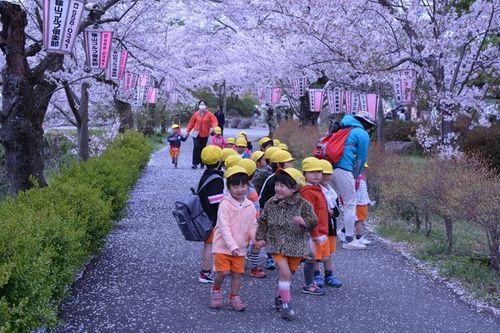 複数の園児が桜並木の下の道を楽しそうに歩いている写真