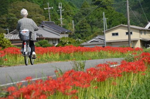 花々が道端に並んでいる道を自転車が走っている写真