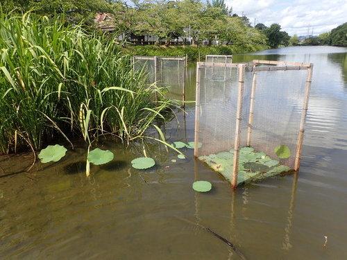 少し濁った沼に種レンコンの食害防護柵を増設している写真