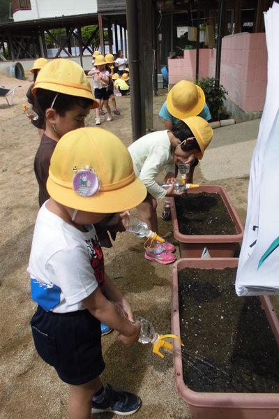 城南幼稚園の子供たちが植木鉢に水をあげている様子の写真