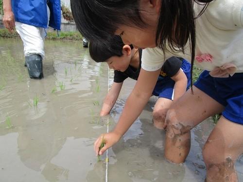 膝近くまで水に浸かりロープの位置を頼りに稲を植えている子供たちの写真
