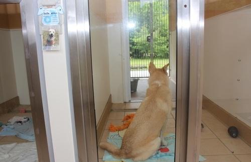 室内で座っている捨て犬の後姿の写真