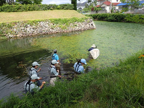 胴長靴をはいて水堀に入り、腰まで水に浸かりながらウシガエルの駆除に挑んでいる6名の写真