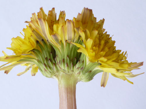 一本の茎に3つの花がついたたんぽぽの写真