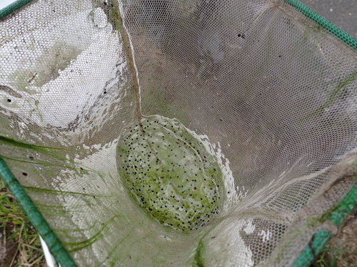 網でとったウシガエルのゼリー状の卵塊の写真