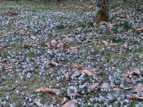大きな枯れ葉が散る雑草の中に、白い絨毯のように花を咲かせるセツブンソウの写真