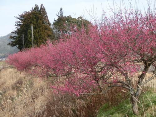 澄み切った青空の下で見頃を迎えた梅の木の写真