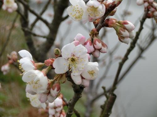 蕾と咲きかけている桜のアップの写真