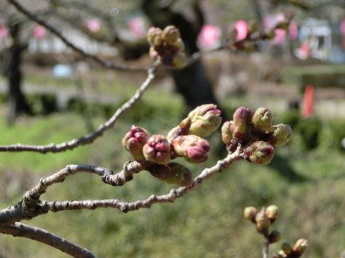 春が近づいてきて蕾に桜の色を感じられるようになっている様子の写真