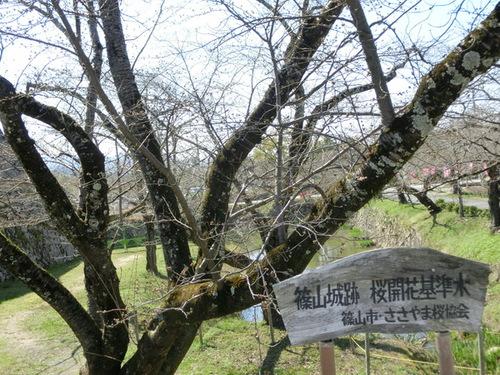 篠山市の桜の開花の基準となってる篠山城跡登り口にある桜の写真