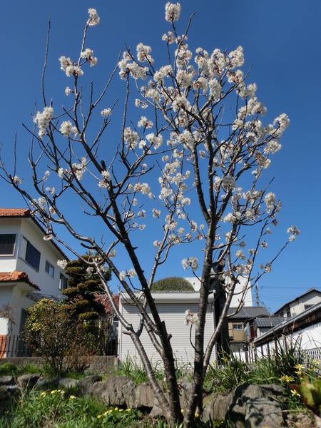 春の訪れと共に桜が満開になっている写真