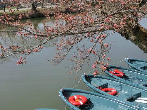 篠山城跡観光ボートの所の桜の咲き具合の写真