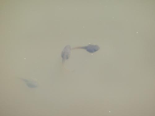 篠山城跡東馬出の堀で3匹の黒いオタマジャクシが泳いでいる様子の写真