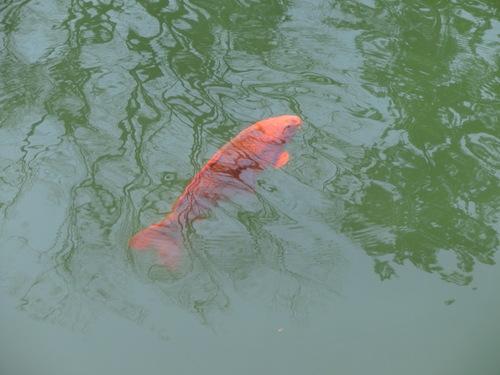 篠山城跡東馬出の東堀で水面に顔を出そうとする1匹の赤い鯉の写真