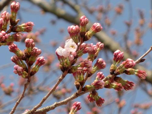 篠山市の桜の開花基準木でそろそろ咲きそうになっているつぼみの写真