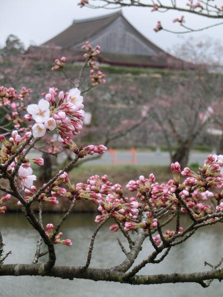 篠山城跡周辺の蕾と咲きかけの桜の写真