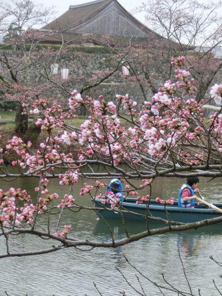 川辺に咲く桜と青いボートを漕ぐ2人の人物の写真