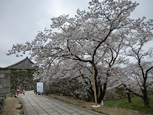 曇り空の下、篠山城跡の八分咲きの桜開花基準木の写真