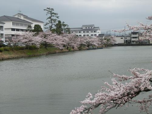 曇り空の中、川の対岸から撮影された桜の写真