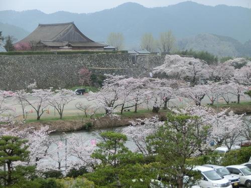 篠山城跡のお堀に沿って五分から八分に咲く桜の写真