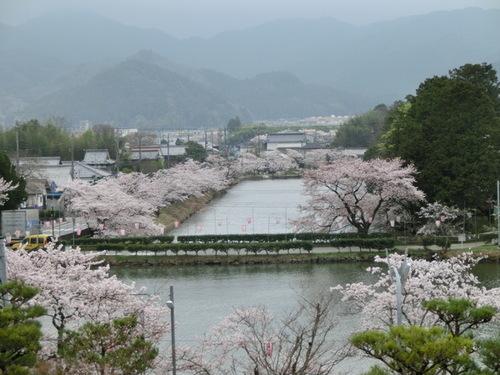 霞のかかった山々の麓の篠山市の街並みとお堀に並ぶ桜の写真