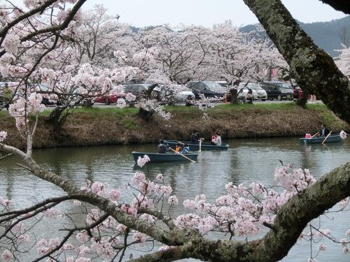 満開の桜越しに見る篠山城跡お堀の桜並木の写真