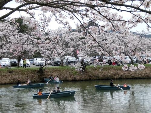 篠山城跡お堀の満開の桜の下で、観光ボートから花見をしている人々の写真