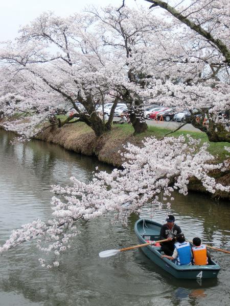 満開の桜のもと篠山城跡北堀観光ボートを楽しむ人々の写真