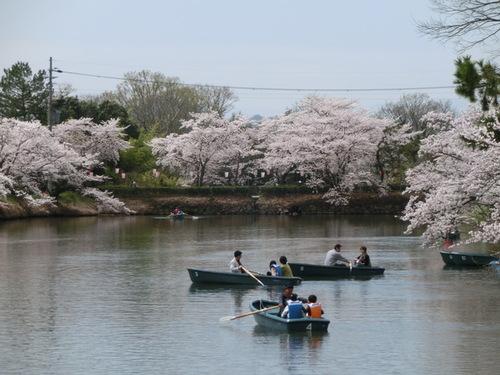篠山城跡の満開の桜のお堀でボートを楽しむ方々の写真