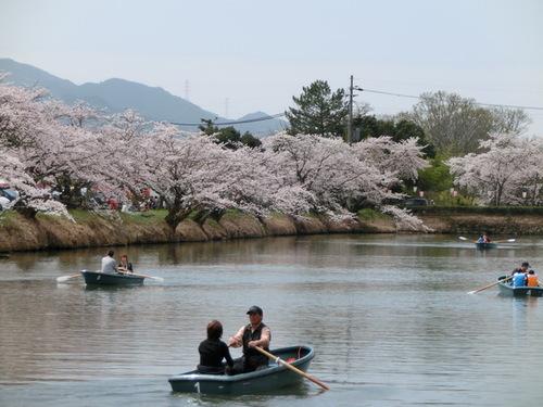 枝先がお堀の水面に向かうようにして満開に咲き誇る桜並木と手前でボートを楽しむ方々の写真