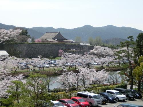 駐車場前から撮影した篠山城跡を囲むように咲く満開の桜の木の風景写真