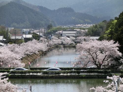 あたり一面満開に咲いている篠山城跡周辺の桜の写真