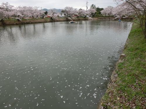 北堀の水面いっぱいに浮かんだ桜の花びらの写真