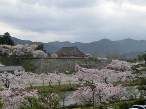 曇り空の篠山城跡で鮮やかなピンク色に咲く桜の全景の写真