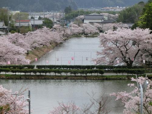 市長室から見える北堀を挟んで左右に色鮮やかなピンク色で満開となった桜の全景写真