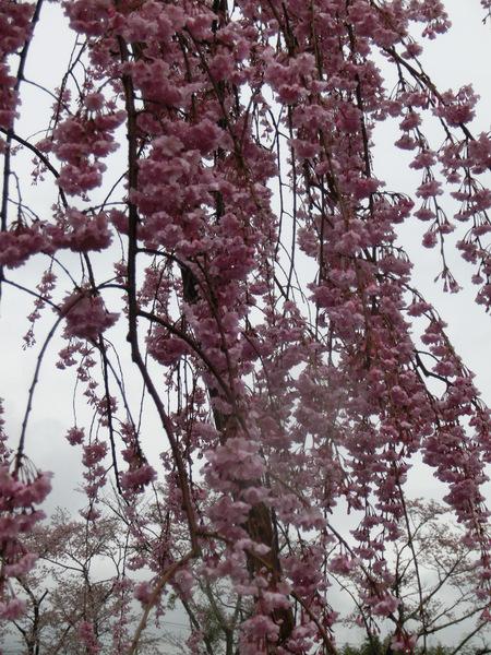 曇り空でもきれいなピンク色の花を咲かせるソメイヨシノの写真
