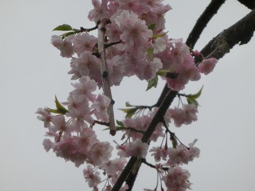 曇り空とピンク色の花のコントラストがきれいな桜の花のアップの写真