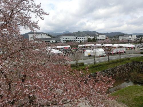 見納めに近づいてきた桜とさくらまつり会場の全体を写した写真