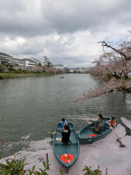 水面の一角に溜まった桜色の花びらの絨毯の上を進む2艘のボートの写真